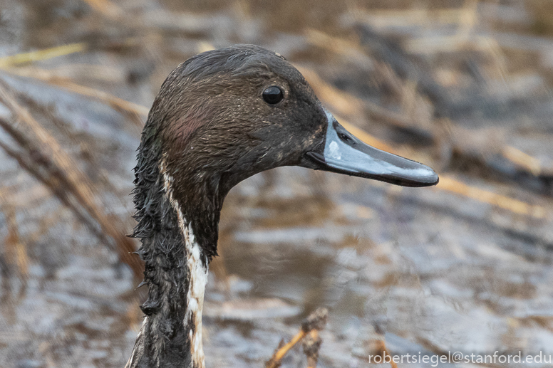 palo alto baylands